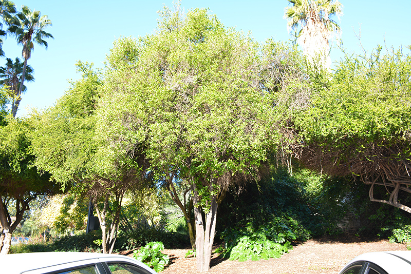 Calamondin (Citrofortunella x mitis) at All Seasons Nursery