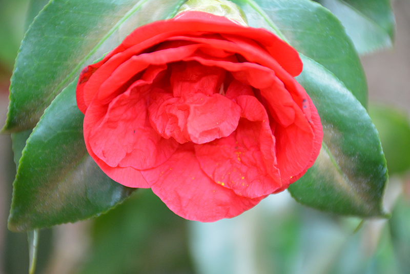 Flame Camellia (Camellia japonica 'Flame') at All Seasons Nursery