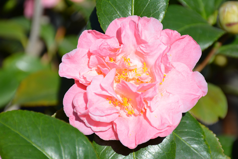 King's Ransom Camellia (Camellia japonica 'King's Ransom') at All Seasons Nursery