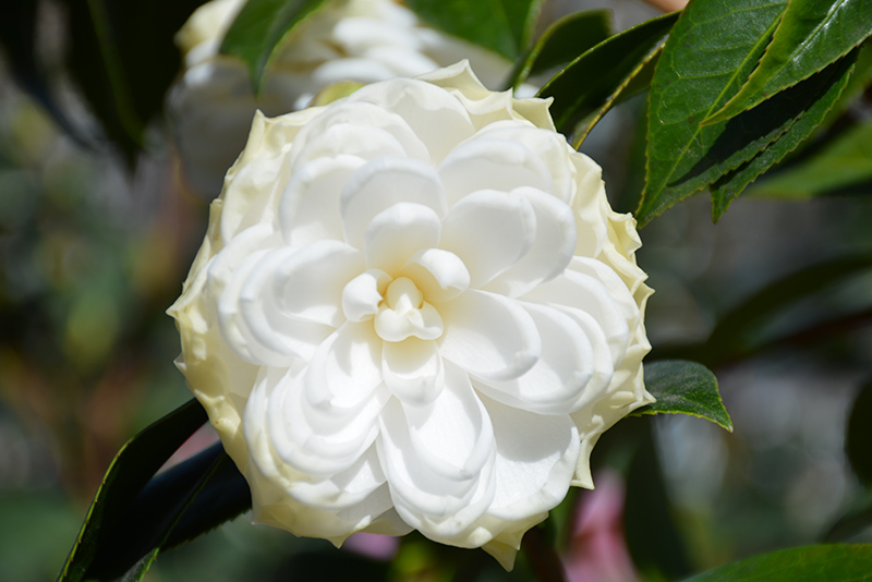 White By The Gate Camellia (Camellia japonica 'White By The Gate') at All Seasons Nursery