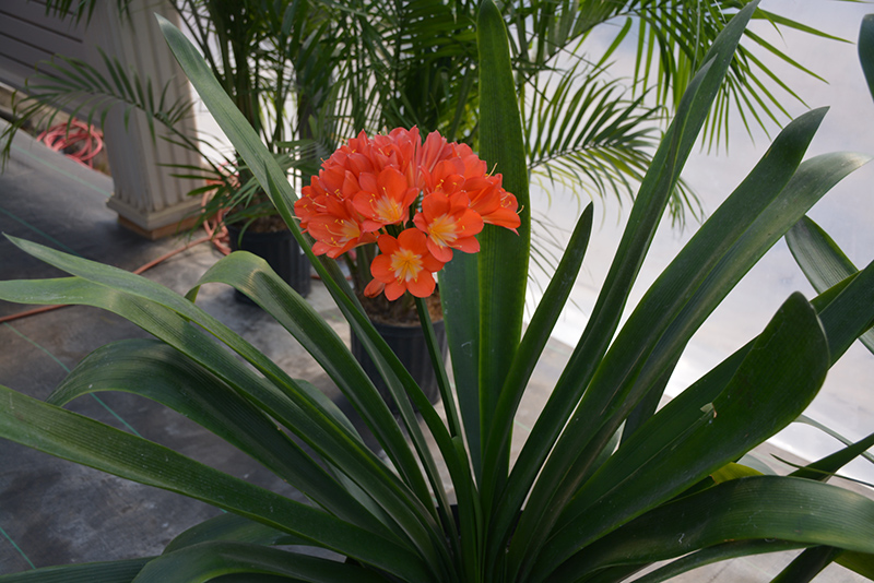 Bush Lily (Clivia x miniata) at All Seasons Nursery