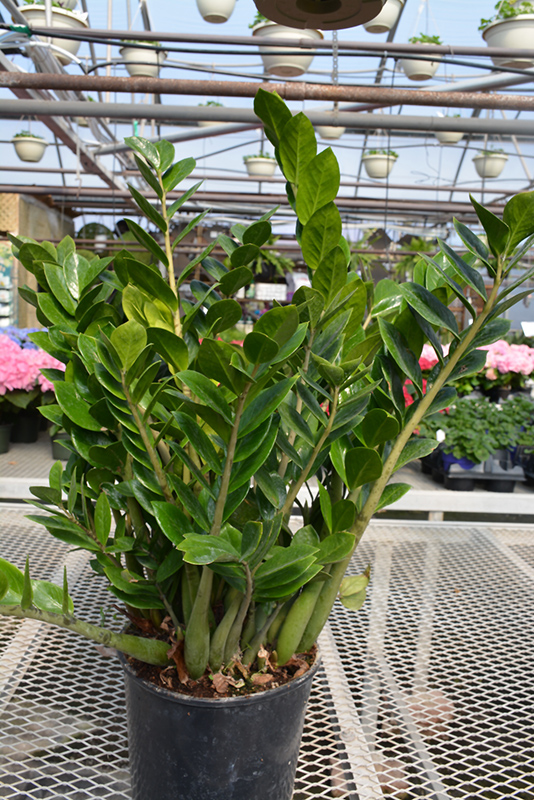 ZZ Plant (Zamioculcas zamiifolia) at All Seasons Nursery