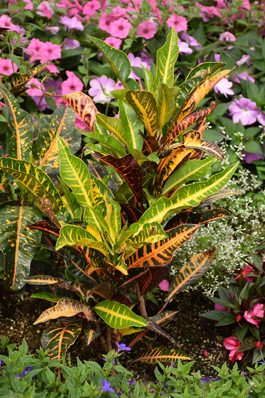 Variegated Croton (Codiaeum variegatum) at All Seasons Nursery