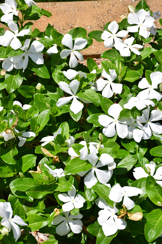 Mega Bloom White Vinca (Catharanthus roseus 'Mega Bloom White') at All Seasons Nursery