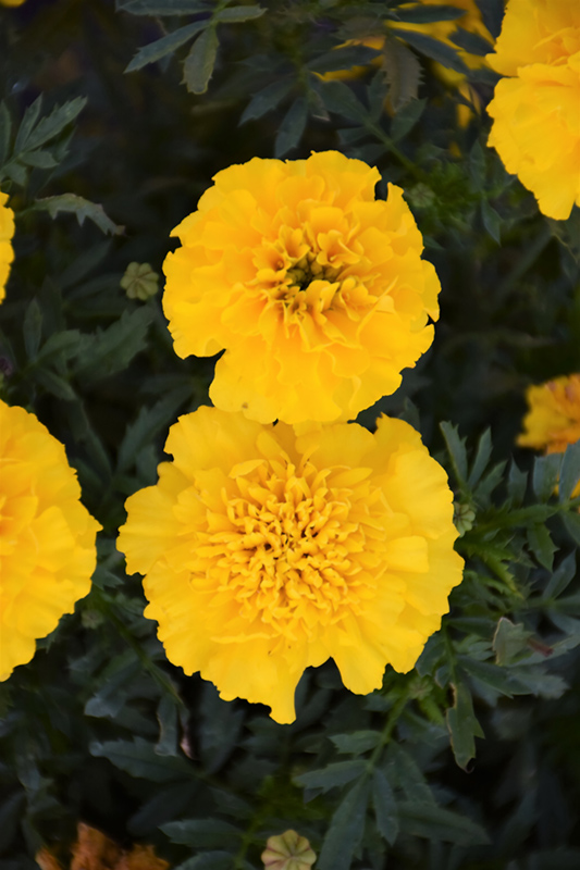 Bonanza Yellow Marigold (Tagetes patula 'Bonanza Yellow') at All Seasons Nursery
