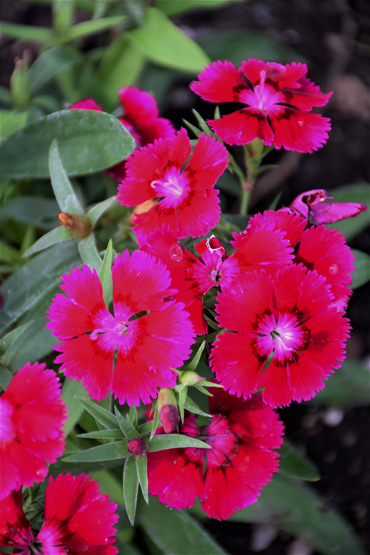 Floral Lace Purple Dianthus (Dianthus 'Floral Lace Purple') in ...