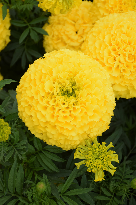 Marvel Yellow Marigold (Tagetes erecta 'Marvel Yellow') at All Seasons Nursery