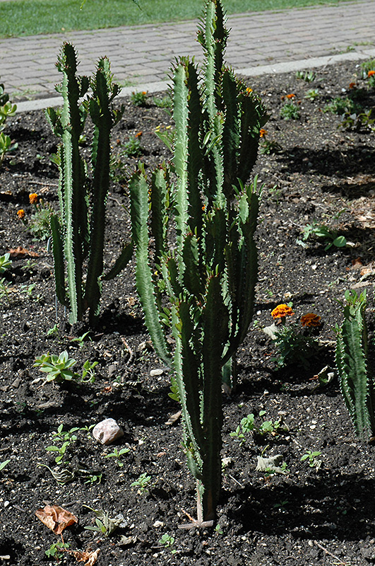 good-luck-cactus-euphorbia-trigona-in-lafayette-louisiana-la-at