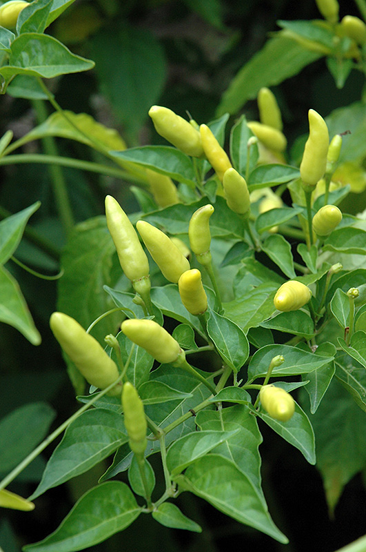 Tabasco Pepper (Capsicum frutescens 'Tabasco') at All Seasons Nursery