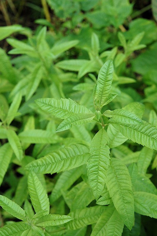 Lemon Verbena (Aloysia citriodora) at All Seasons Nursery