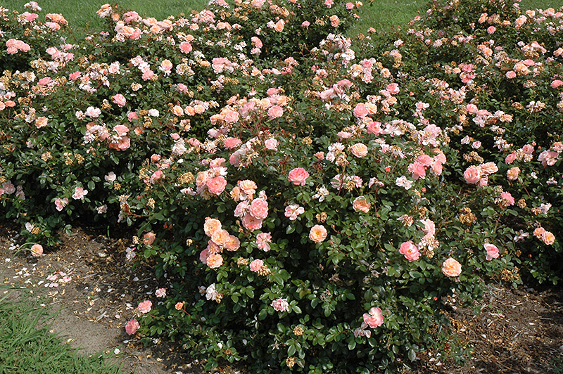 Apricot Drift Rose (Rosa 'Meimirrote') at All Seasons Nursery