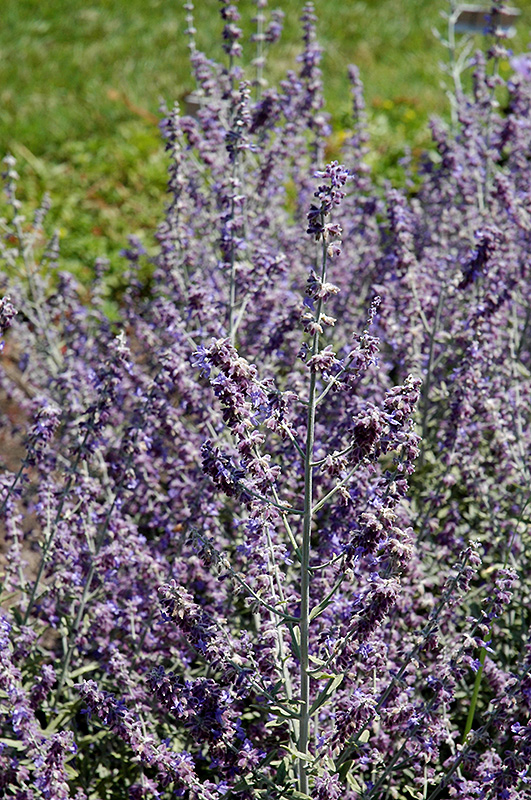 Rocketman Russian Sage (Perovskia atriplicifolia 'Rocketman') in ...