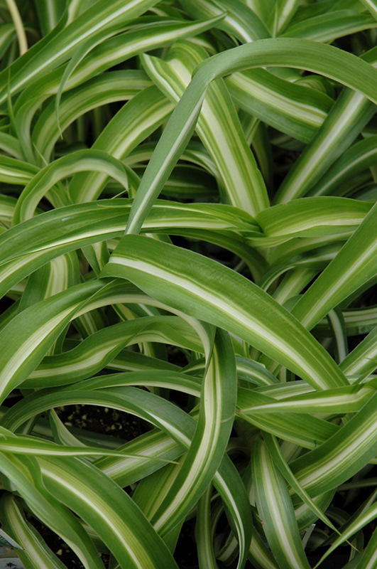 Variegated Spider Plant (Chlorophytum comosum 'Variegatum') at All Seasons Nursery