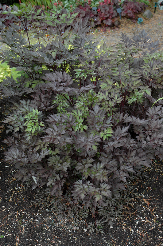 Black Negligee Bugbane (Cimicifuga racemosa 'Black Negligee') at All Seasons Nursery