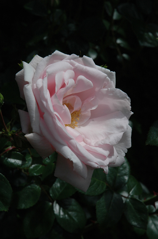 New Dawn Rose (Rosa 'New Dawn') at All Seasons Nursery
