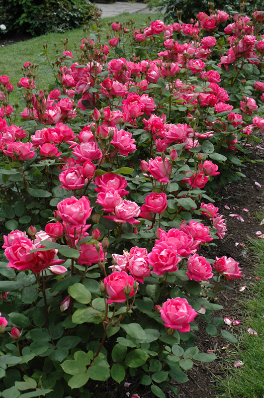 Double Knock Out Rose (Rosa 'Radtko') at All Seasons Nursery