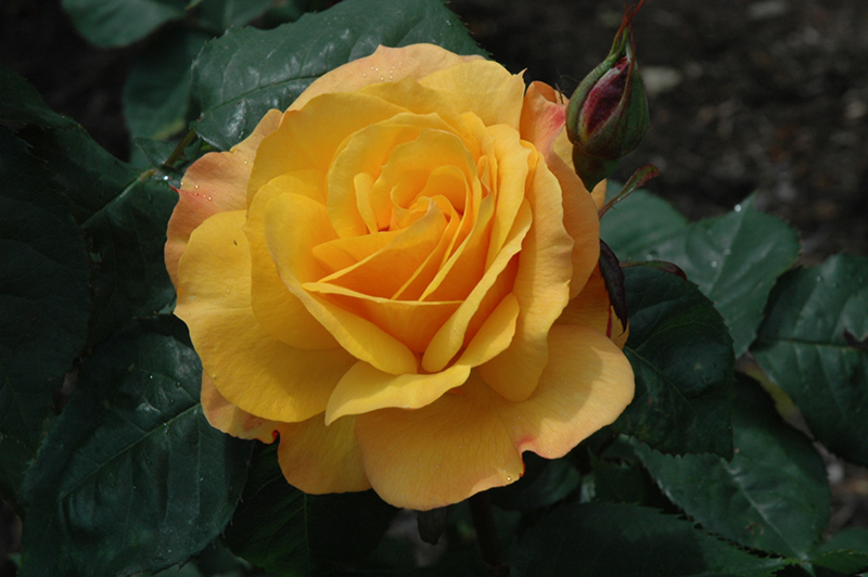 Good As Gold Rose (Rosa 'WEKgobafa') at All Seasons Nursery