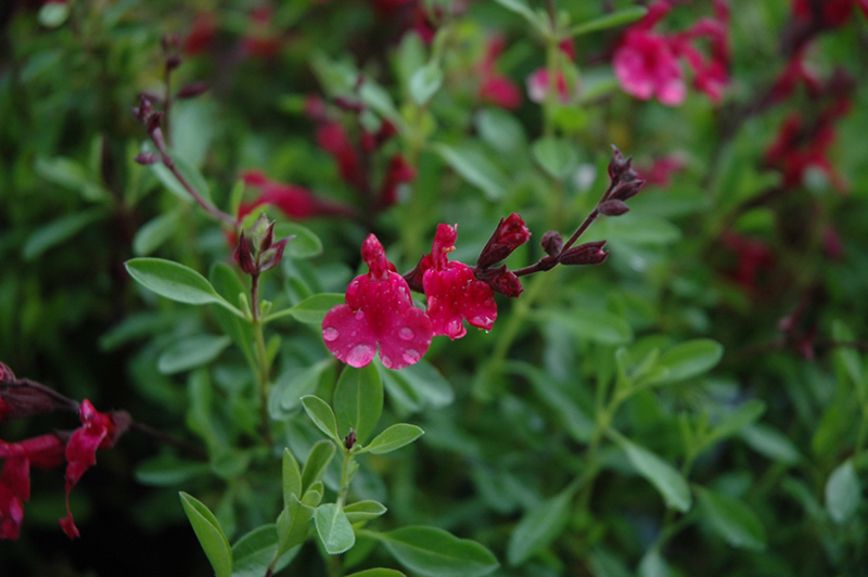 Furman's Red Texas Sage (Salvia greggii 'Furman's Red') at All Seasons Nursery