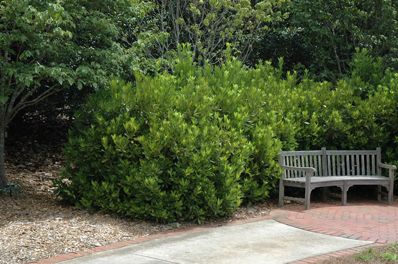 Yellow Anise Tree (Illicium parviflorum) at All Seasons Nursery