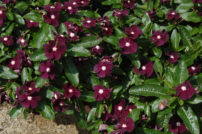 Jams 'N Jellies Blackberry Vinca (Catharanthus roseus 'PAS926830') at All Seasons Nursery