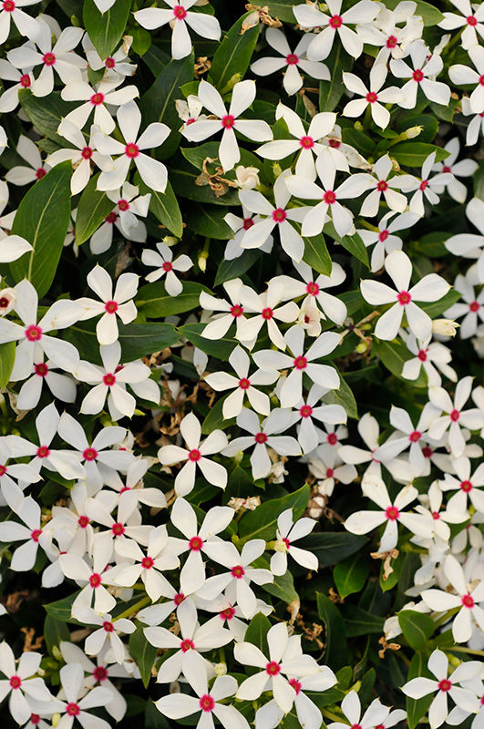 Soiree Kawaii White Peppermint Vinca (Catharanthus roseus 'Soiree Kawaii White Peppermint') at All Seasons Nursery