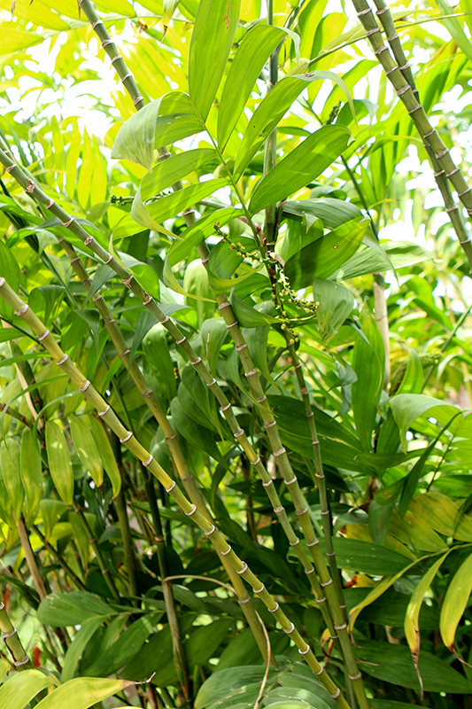 Hardy Bamboo Palm (Chamaedorea microspadix) at All Seasons Nursery
