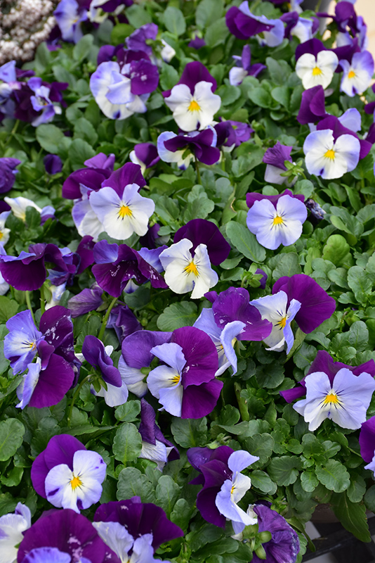 Cool Wave Violet Wing Pansy (Viola x wittrockiana 'PAS835631') at All Seasons Nursery