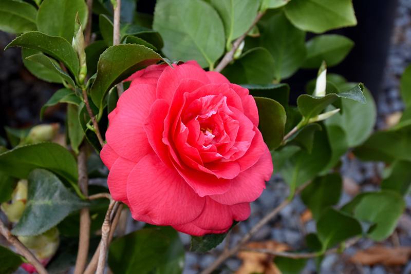Rose Dawn Camellia (Camellia japonica 'Rose Dawn') at All Seasons Nursery