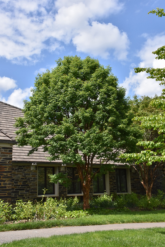 Paperbark Maple (Acer griseum) at All Seasons Nursery