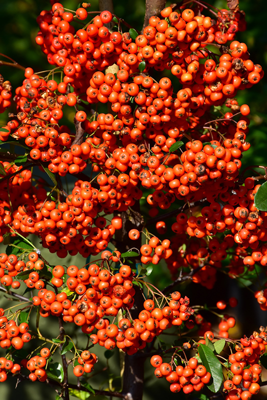 Mohave Firethorn (Pyracantha 'Mohave') at All Seasons Nursery