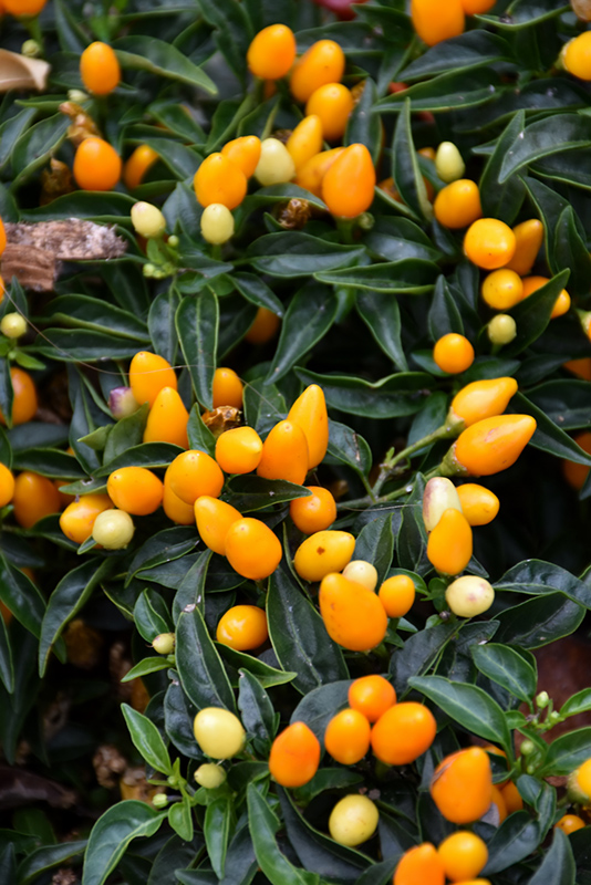 Sedona Sun Ornamental Pepper (Capsicum annuum 'Sedona Sun') in ...