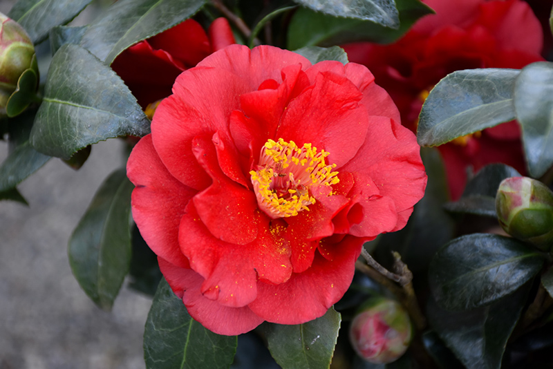 Camellia Japonica Blood of China 