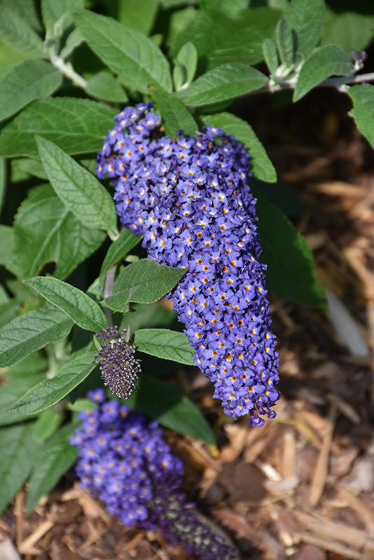 Pugster Blue Butterfly Bush Buddleia Smnbdbt In Lafayette Louisiana La At All Seasons Nursery