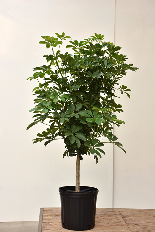 Schefflera Tree (tree form) (Schefflera arboricola '(tree form)') at All Seasons Nursery