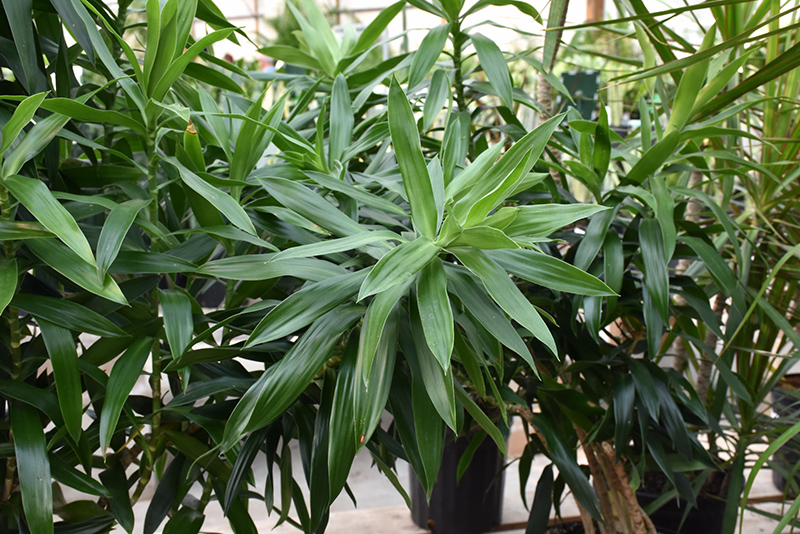Pleomele (Dracaena reflexa) at All Seasons Nursery