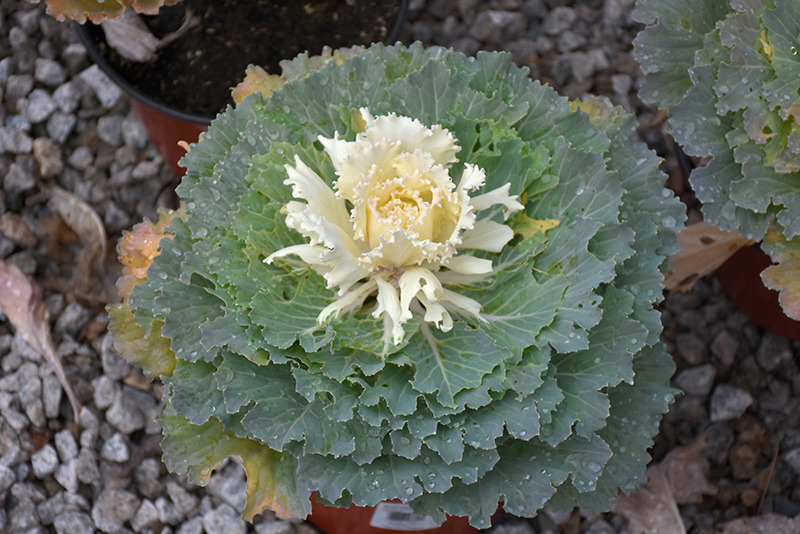 Osaka White Ornamental Cabbage (Brassica oleracea 'Osaka White') at All Seasons Nursery