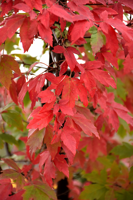 Paperbark Maple (Acer griseum) at All Seasons Nursery