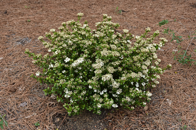 Dwarf Walter's Viburnum (Viburnum obovatum 'Compactum') in Lafayette ...