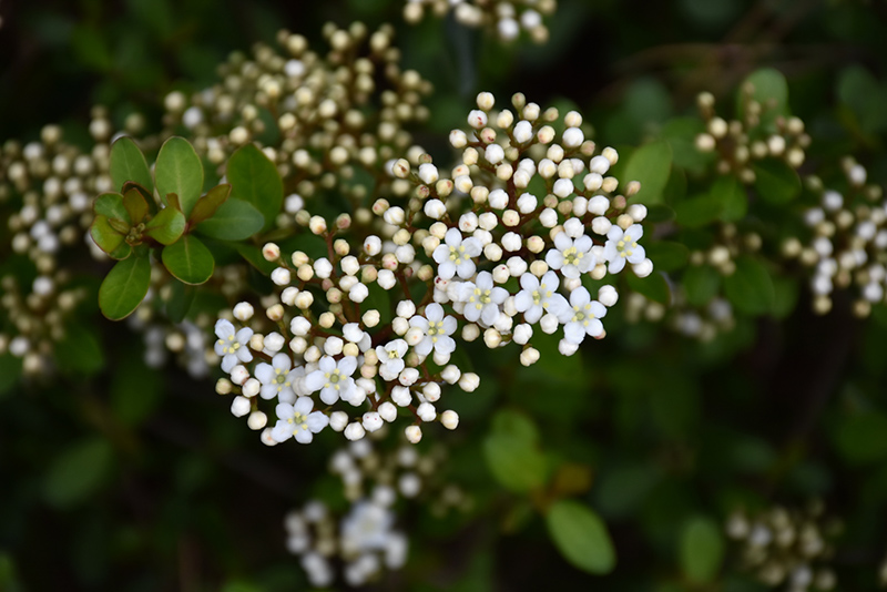 Dwarf Walter's Viburnum (Viburnum obovatum 'Compactum') in Lafayette ...