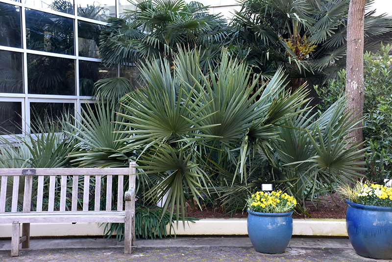 Dwarf Palmetto (Sabal minor) in Lafayette, Louisiana (LA) at All