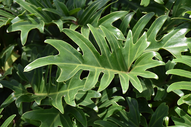 Xanadu Philodendron (Philodendron 'Winterbourn') at All Seasons Nursery