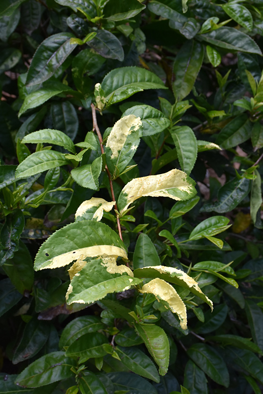 Yellow Tea Plant (Camellia sinensis 'Yellow Tea') at All Seasons Nursery