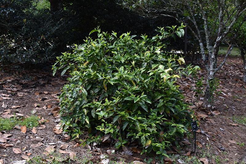 Yellow Tea Plant (Camellia sinensis 'Yellow Tea') at All Seasons Nursery