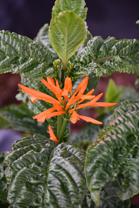 Orange Flame Justicia (Justicia chrysostephana) at All Seasons Nursery