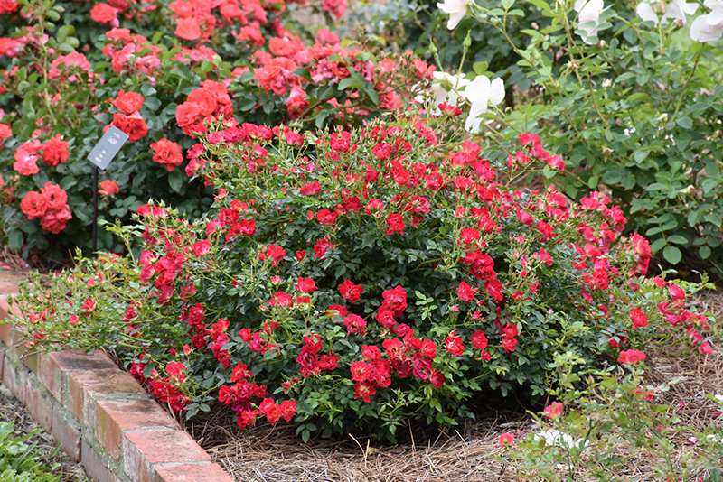 Red Drift Rose (Rosa 'Meigalpio') at All Seasons Nursery