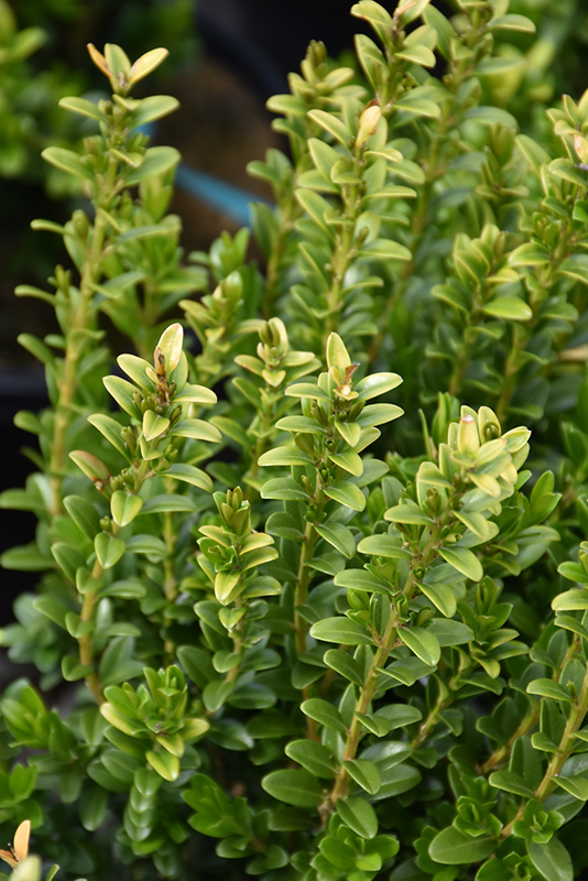 Wee Willie Boxwood (Buxus sinica 'Wee Willie') at All Seasons Nursery