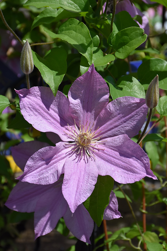 Sally Clematis (Clematis 'Evipo077') at All Seasons Nursery