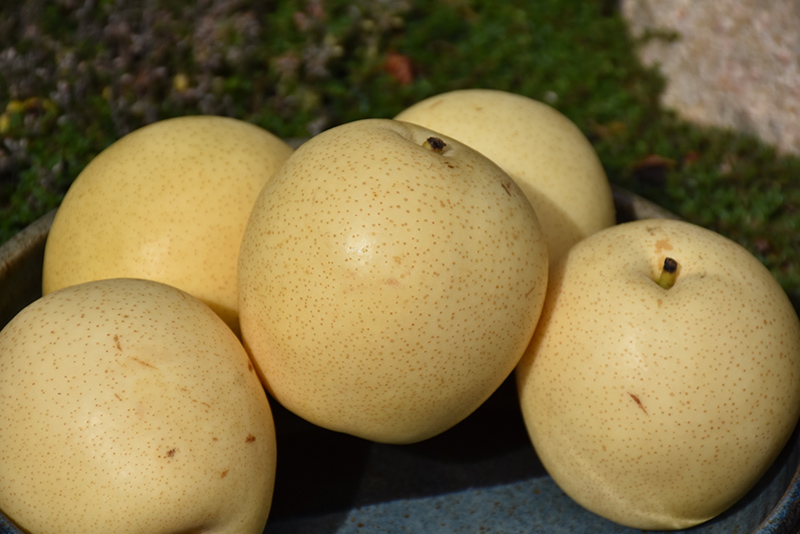 Shinseiki Asian Pear (Pyrus pyrifolia 'Shinseiki') at All Seasons Nursery