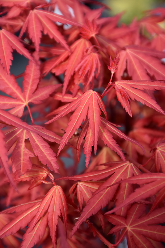 First Flame Maple (Acer 'IslFirFl') at All Seasons Nursery