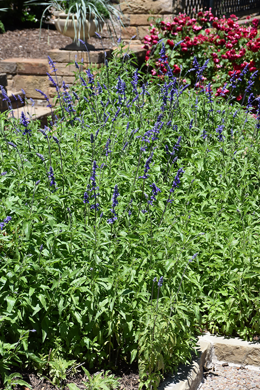 Victoria Blue Salvia (Salvia farinacea 'Victoria Blue') at All Seasons Nursery
